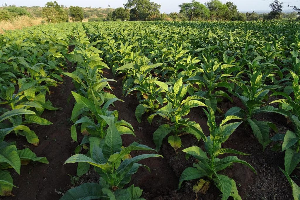 Opening the Doors to Agribusiness: Introducing the Agribusiness Lectures